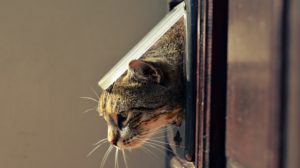 Dog & Cat Pet Doors